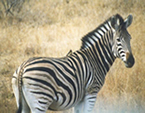 Zebra in Wildnis